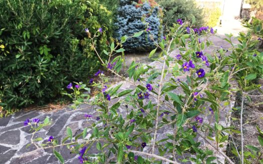 Villa bifamiliare, Via Armando Diaz, 3